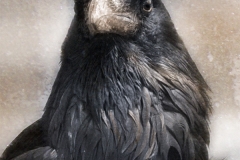 eagle raven