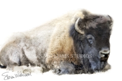 lying bison