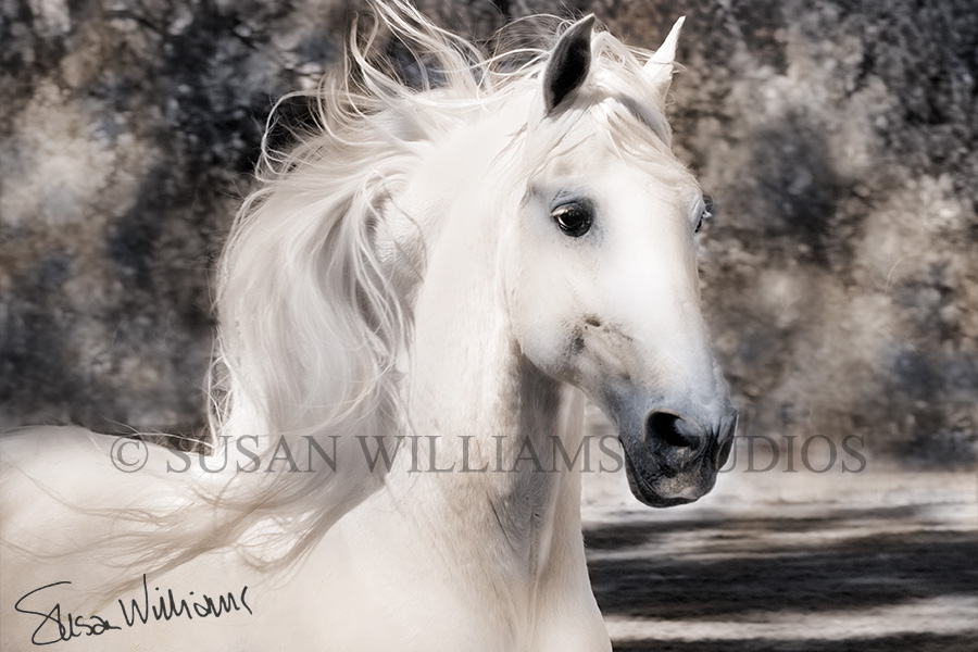 white stallion